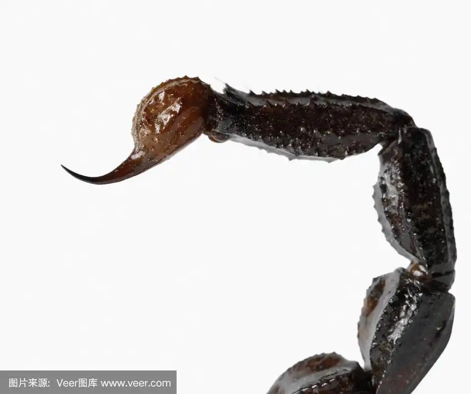 蝎子尾巴孤立在白色背景上.