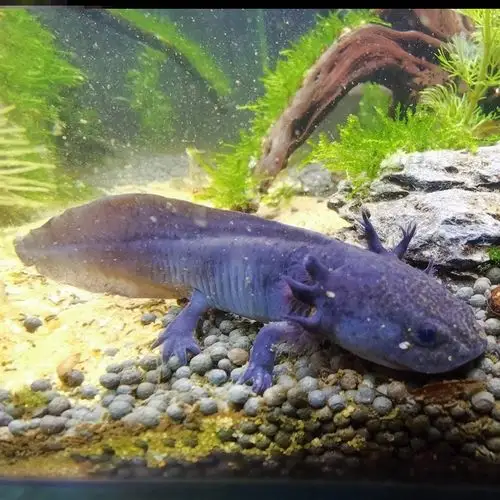 蝾螈六角恐龙鱼霸王大型大号成年体东方稀有最耐养的鱼类包活包损