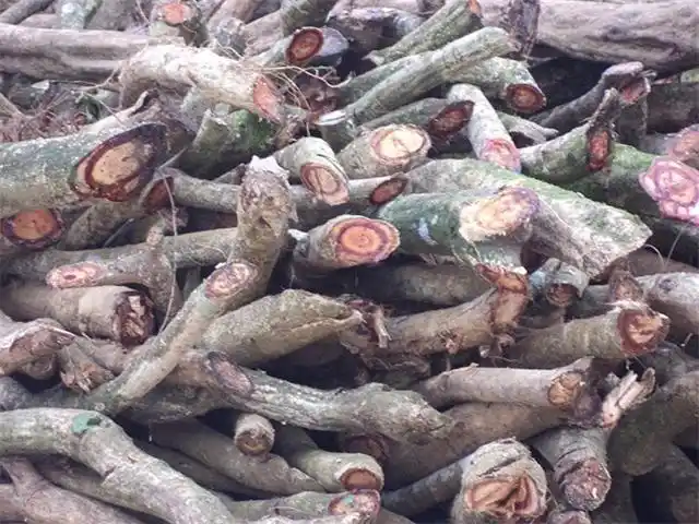 鸡血藤图片,外地人在山里发现"血树"(鸡屎藤图片)