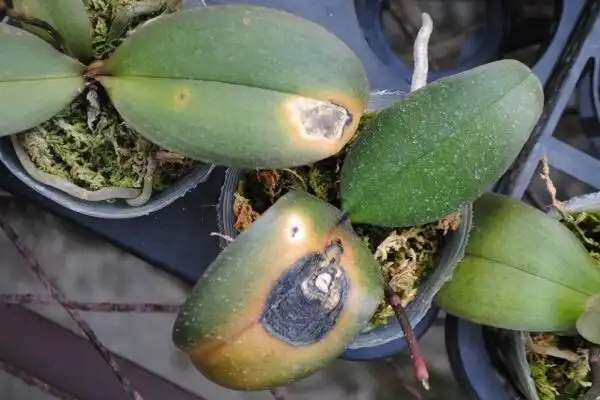 蝴蝶兰软腐病有什么特征?发病的原因有哪些?