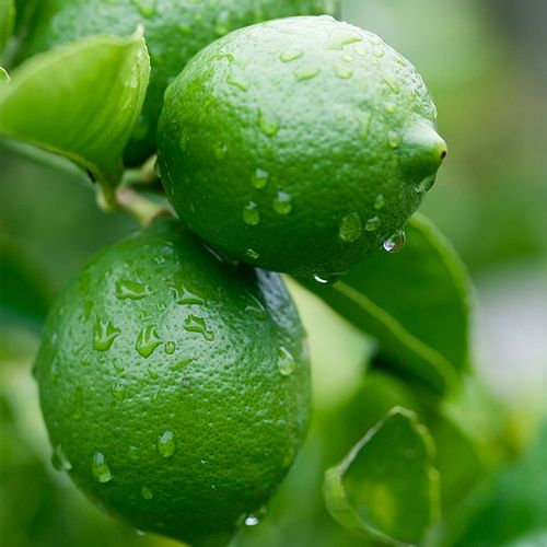 果乐鲜皮薄多汁北京青柠檬