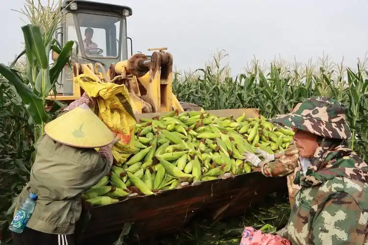 乡村振兴石碌镇尖岭村300亩甜玉米迎丰收壮大村集体经济图