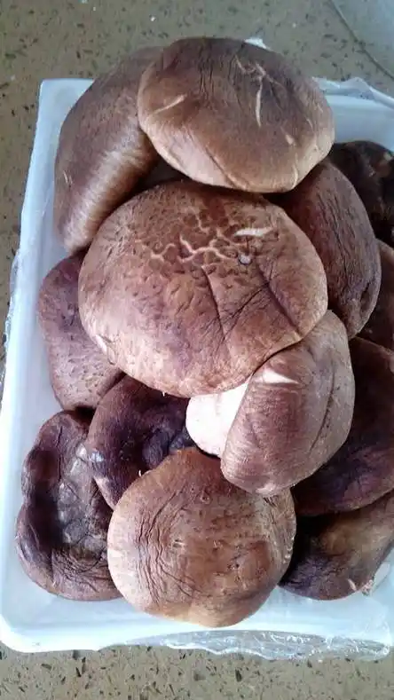 怎样判断香菇变质了(判断香菇变质的方法)