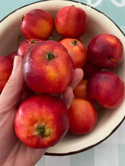 东北那嘎达特色沙果黄太平