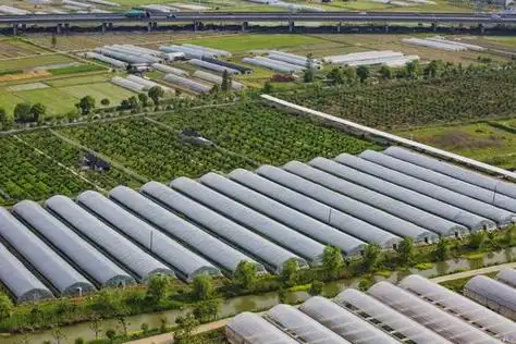 塑料大棚种植什么收益大