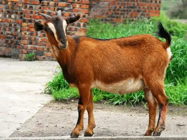 同时,南江黄羊板皮质地良好,细致结实,抗张强度高,延伸率大,尤以6～12