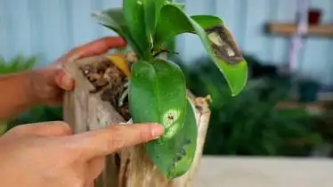 新手养蝴蝶兰肯定会遇到这种病害老花农教你快速解决