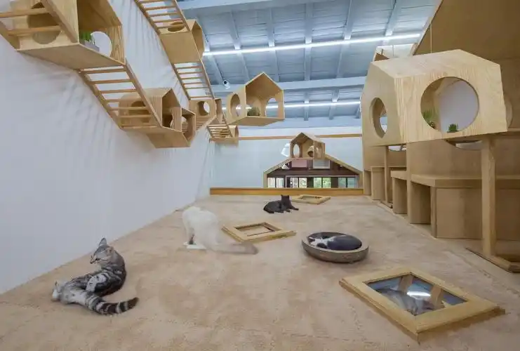 越来越多年轻人驻留苏州会成为网红城市吗