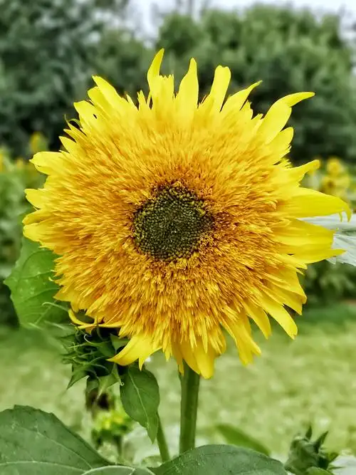 重瓣向日葵.奥森葵花展,北京. - 别是闲滋味 - 图虫