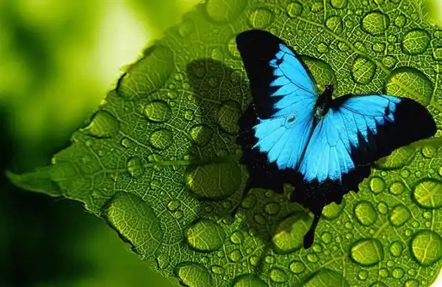 黑框蓝闪蝶(蛱蝶科)