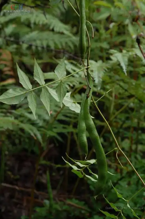 为豆科土圞儿属植物土圞儿 i>apios fortunei /i> maxim.的块根.