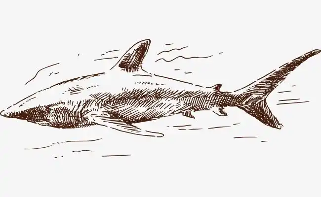 你可能还会对矢量 手绘 鲨鱼 线描素材感兴趣