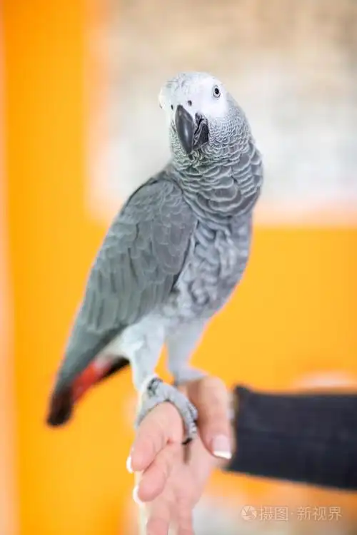 非洲灰鹦鹉的肖像