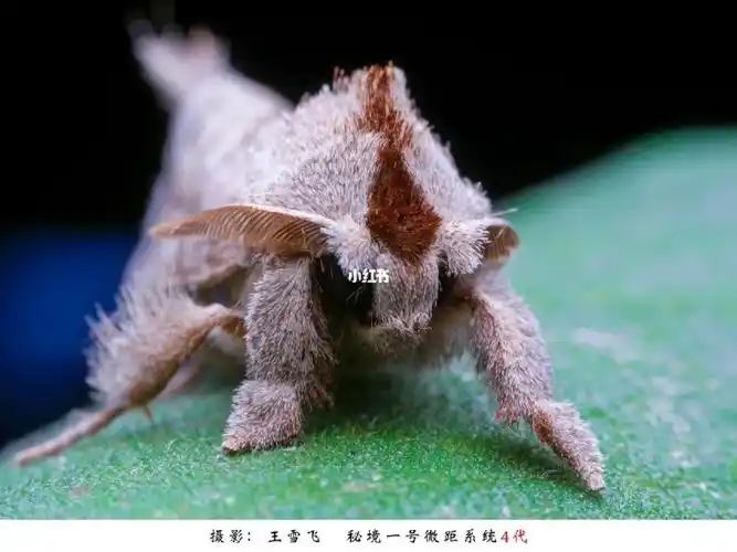 蛾子  #扑棱蛾子  #微距摄影  #昆虫  #秘境一号微距镜头