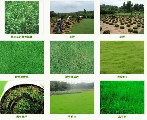 草坪品种运用的知识略知一二