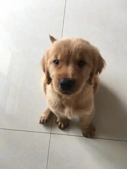 请帮我看看,我这只金毛幼犬纯不纯,母的两个月了,品相好不好.