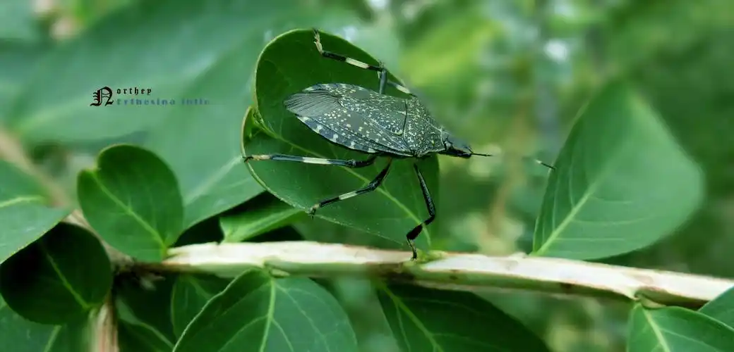 黄斑蝽象 erthesina fullo 半翅目 椿象总科 黑蝽属