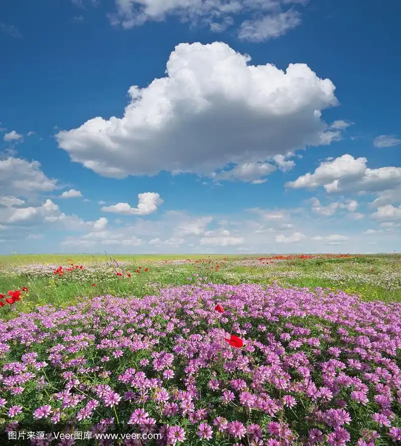 春天草地上的花朵.