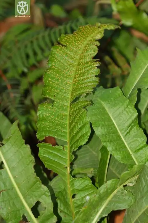 microsorum membranaceum膜叶星蕨【可以处理】2012-12-07xx-yn (8).