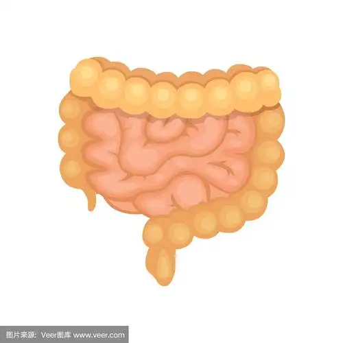 大肠和小肠的卡通
