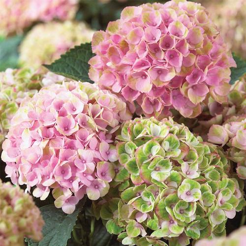 三河千鸟绣球花苗绣球花辉夜姬太阳神殿佳澄魔幻革命红宝石带花苞