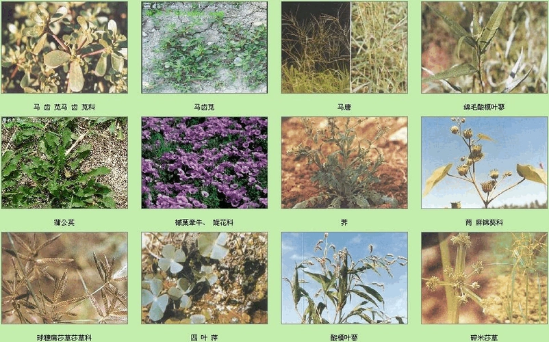 南方常见杂草_植物与植物生理