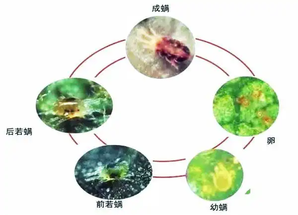 气候环境:气候变化大,特别是近几年的"暖冬"模式,为红蜘蛛的生长发育