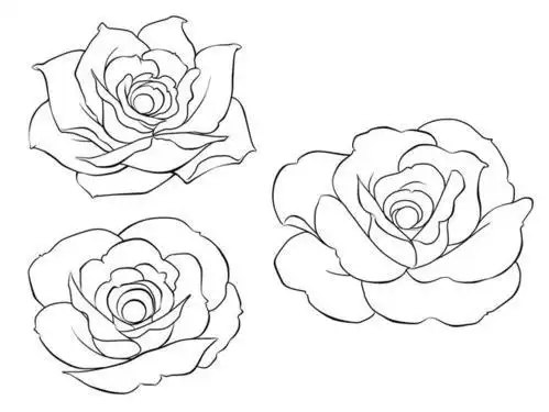 蔷薇步骤简笔画
