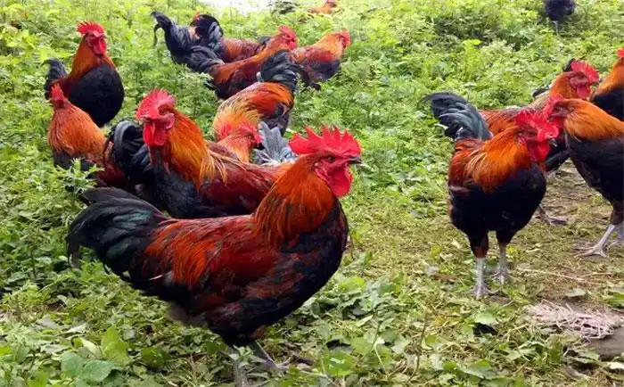 第六章提高散养鸡的成活率