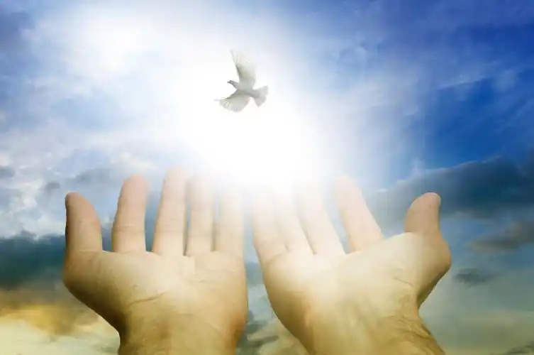 白鸽图片-婚鸽素材-高清图片-摄影照片-寻图免费打包下载