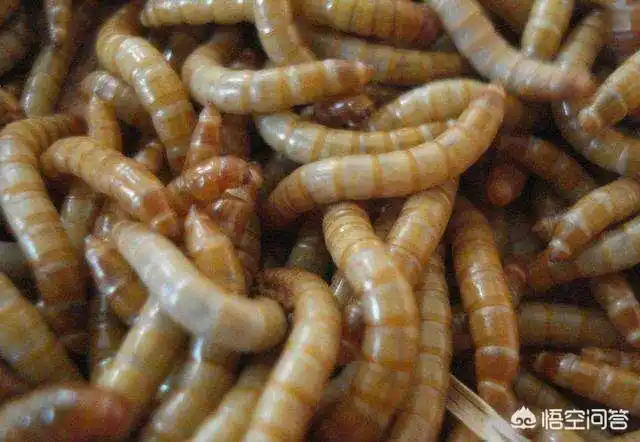 为啥农村茅厕里面都是红头大苍蝇是吃屎的缘故吗