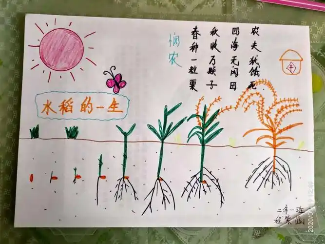 认识粮食的生长过程——二年一班主题教育活动