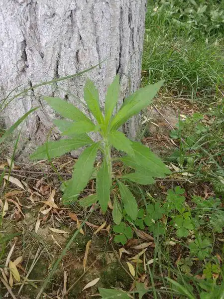 这是什么植物?