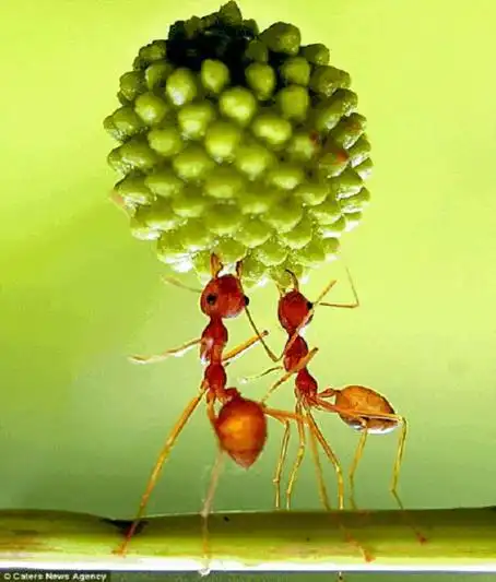 微距离摄影——蚂蚁搬种子