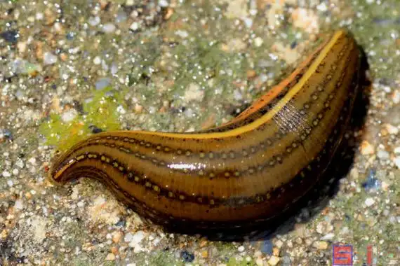 水蛭_蚂蟥_牛蚂蟥_宽体金线蛭
