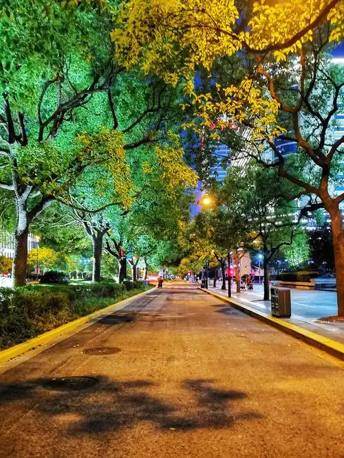 夜晚的林荫大道