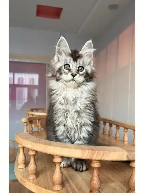 小时候的缅因猫是真的可爱啊
