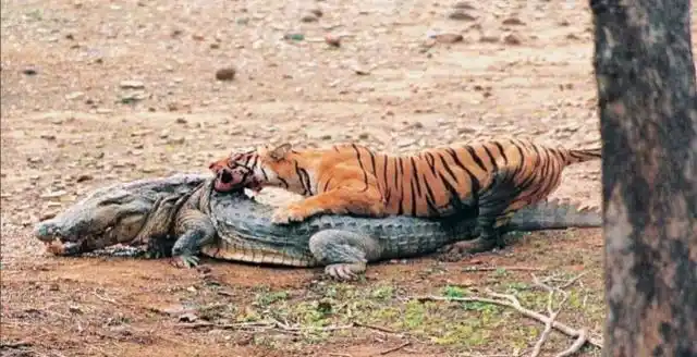 鳄鱼想偷袭老虎不料老虎使出神龙摆尾鳄鱼都傻眼了