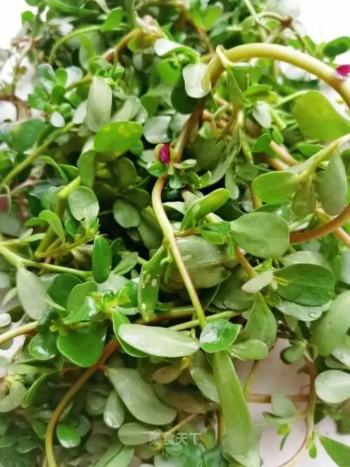 不起眼的马齿苋,却有着不错的功效