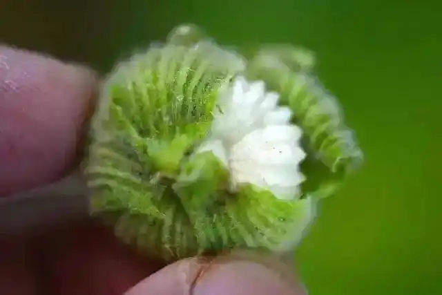 蜀葵_锦葵_嫩叶