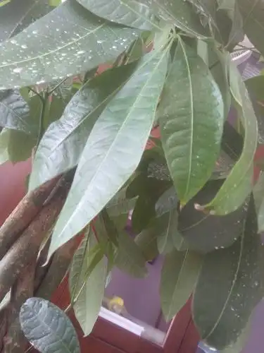 发财树叶尖出现焦黄现象.是怎么回事啊?请求帮助.谢谢