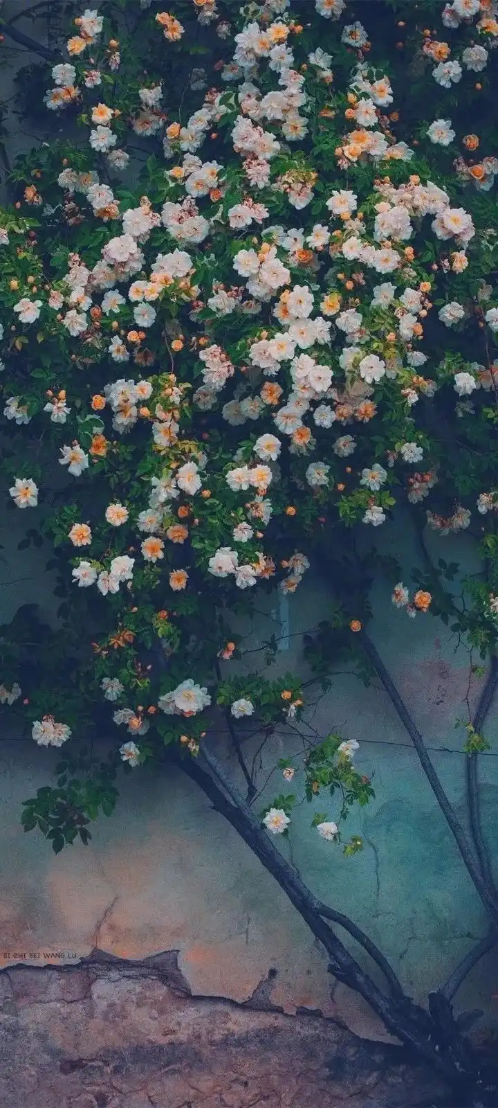 壁纸 #原图见微信公众号"正经壁纸博主"# #没有long的有可能来源于