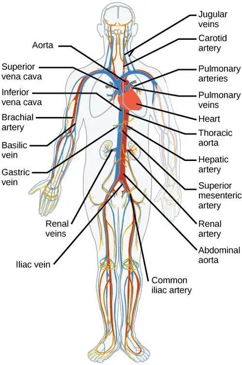 mammalian heart and blood vessels