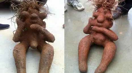 男子花2千买7斤重"人形何首乌":70年才长这样