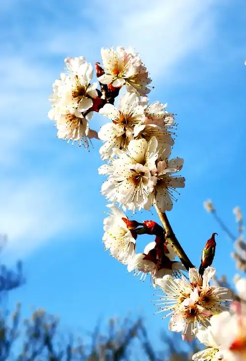 春天南京公园里的花景