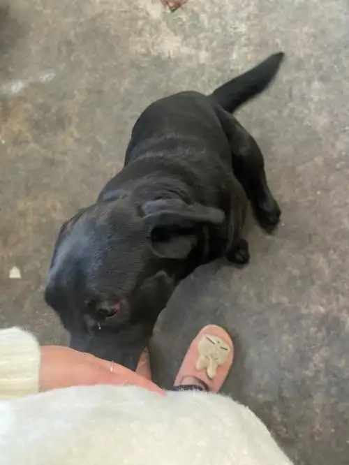 怀孕  #拉布拉多 #黑色拉布拉多