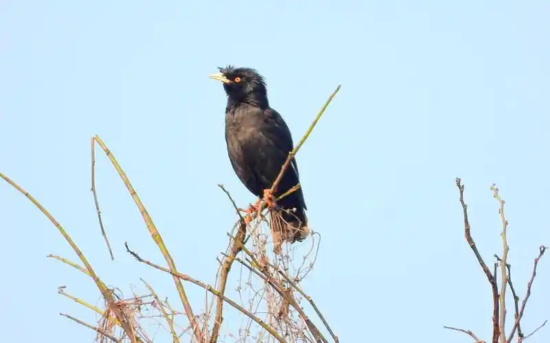 原生态野生八哥鸟,野八哥叫声,麻雀叫声