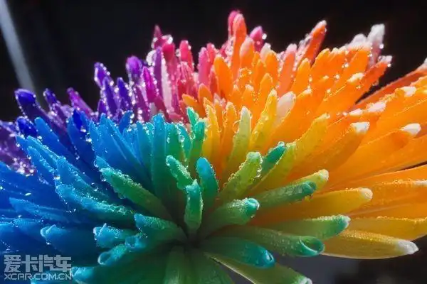 比黄金还贵的七色彩虹花,你见过吗?