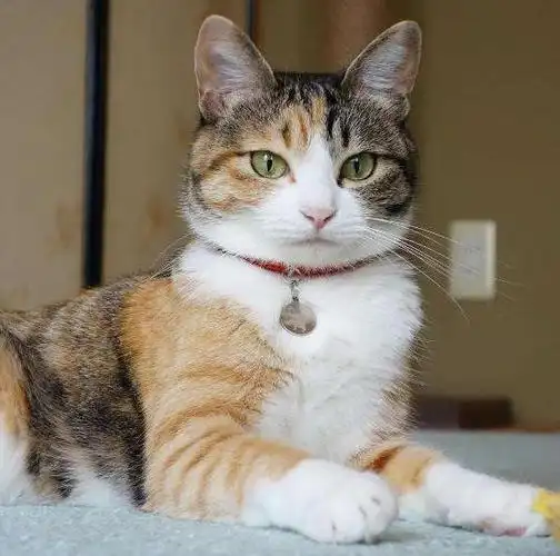 喵星人的秘密——你知道吗?中华田园猫俗称土猫竟然有这么多品种