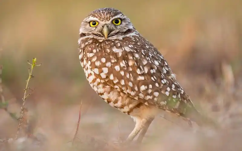 猫头鹰可爱呆萌写真